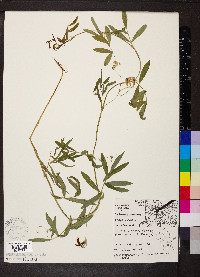 Lathyrus palustris image