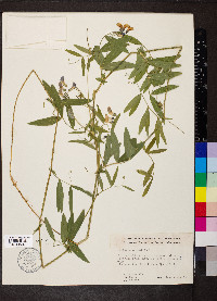 Lathyrus palustris image