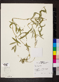 Lathyrus palustris image