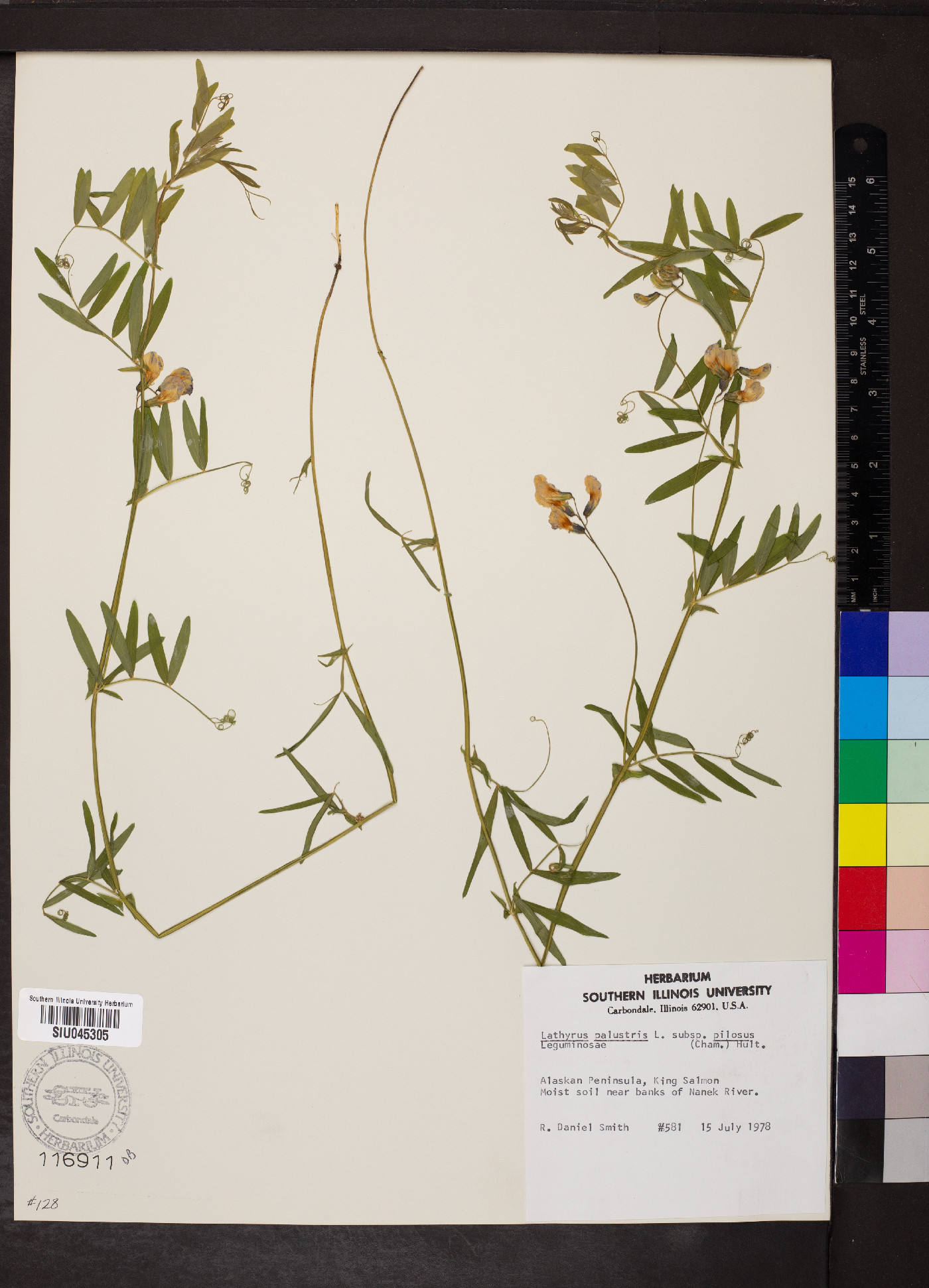 Lathyrus palustris subsp. pilosus image