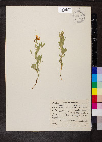 Lathyrus rigidus image
