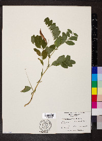 Lathyrus venosus image
