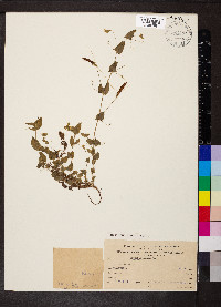 Lathyrus aphaca image