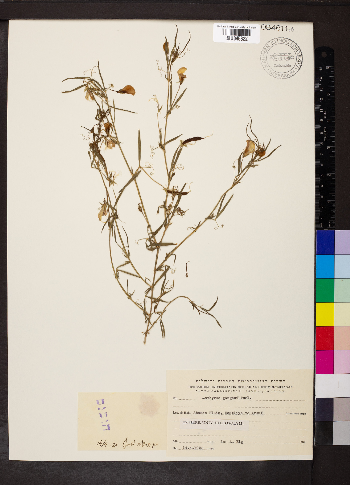 Lathyrus gorgoni image