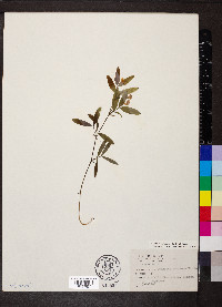 Lathyrus linifolius image