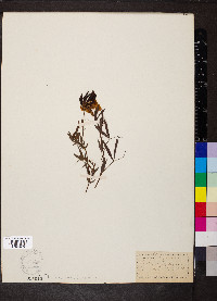 Lathyrus pratensis image