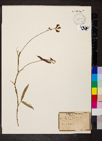 Lathyrus sylvestris image