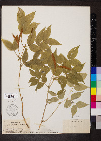 Lathyrus vernus image