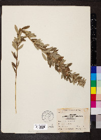 Lespedeza capitata image