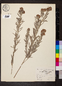 Lespedeza capitata image