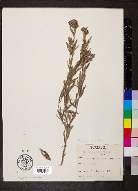 Lespedeza capitata image