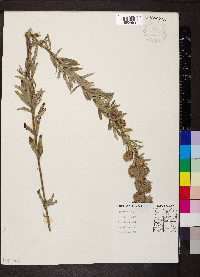 Lespedeza capitata image