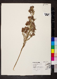 Lespedeza capitata image