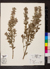 Lespedeza capitata image