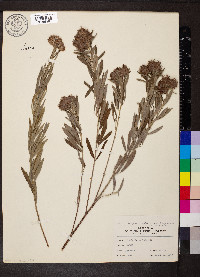 Lespedeza capitata var. stenophylla image