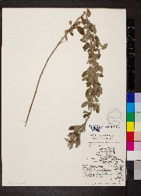 Lespedeza capitata var. vulgaris image