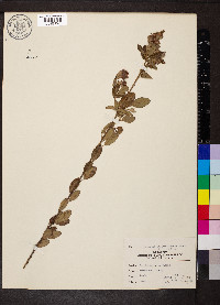 Lespedeza capitata var. vulgaris image