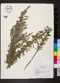 Lespedeza cuneata image