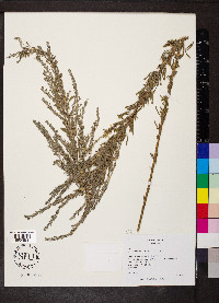 Lespedeza cuneata image