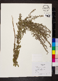 Lespedeza cuneata image