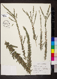 Lespedeza cuneata image