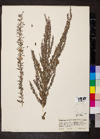 Lespedeza cuneata image