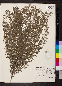 Lespedeza cuneata image