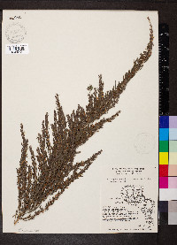 Lespedeza cuneata image