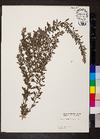 Lespedeza cuneata image