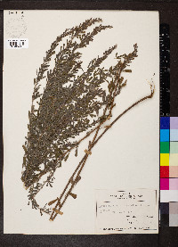 Lespedeza cuneata image