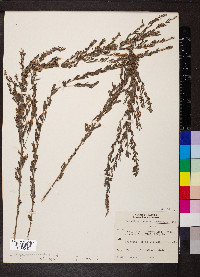 Lespedeza cuneata image