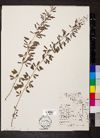 Lespedeza cuneata image