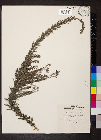 Lespedeza cuneata image
