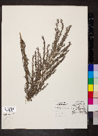 Lespedeza cuneata image