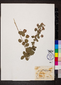 Lespedeza hirta image