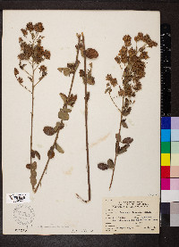 Lespedeza hirta image