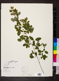 Lespedeza hirta image