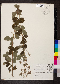 Lespedeza hirta image