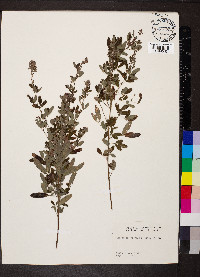 Lespedeza intermedia image