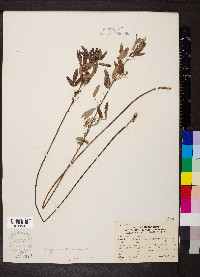 Lespedeza intermedia image