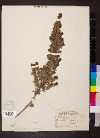 Lespedeza intermedia image