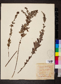 Lespedeza intermedia image