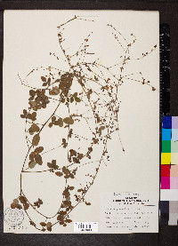 Lespedeza procumbens image