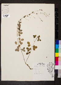 Lespedeza procumbens image