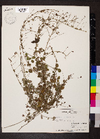 Lespedeza procumbens image