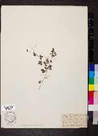 Lespedeza procumbens image