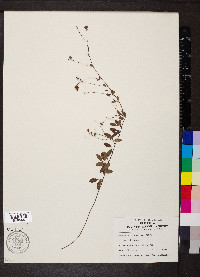 Lespedeza repens image