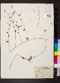 Lespedeza repens image