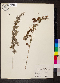 Lespedeza violacea image