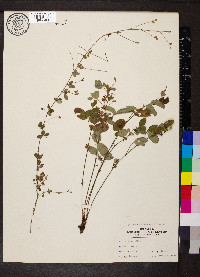 Lespedeza violacea image